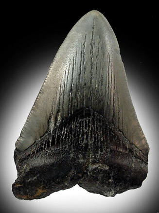 Mineral Specimens: Fossilzed Carcharocles (Carcharodon) megalodon shark tooth from South Carolina