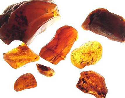 Mineral Specimens: Amber, 7 pieces from Clay Pits, Sayreville, New Jersey